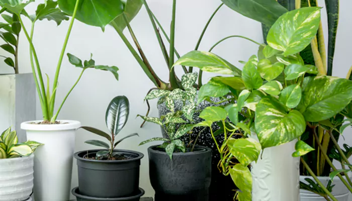 Know the Feng Shui Plants for Your Home